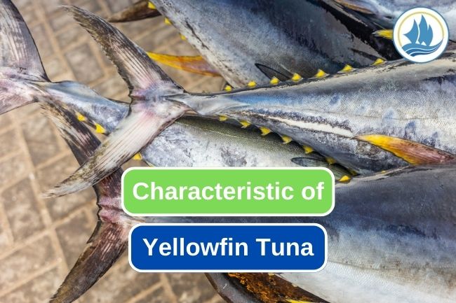 Here are 7 Characteristics of Yellowfin Tuna